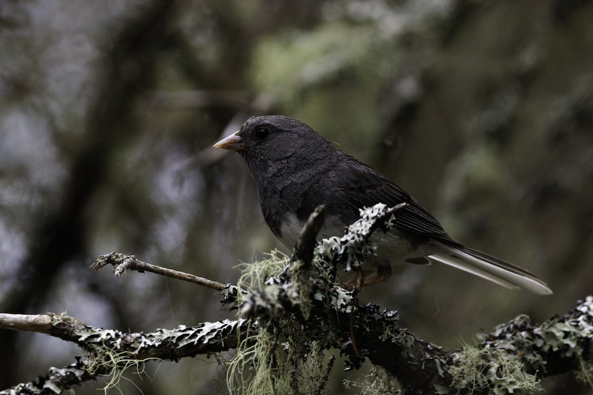 Dark-eyed Junco - ML642683620