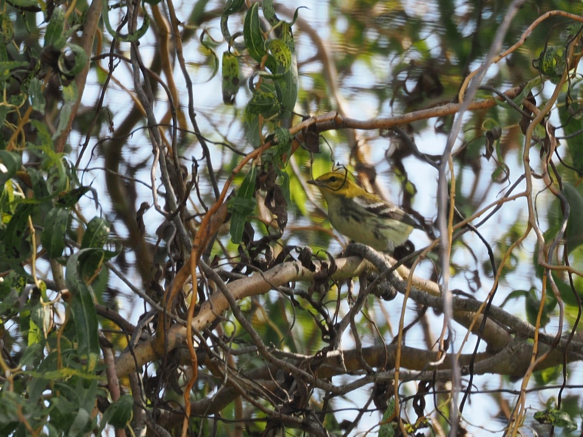 Black-throated Green Warbler - ML642683623