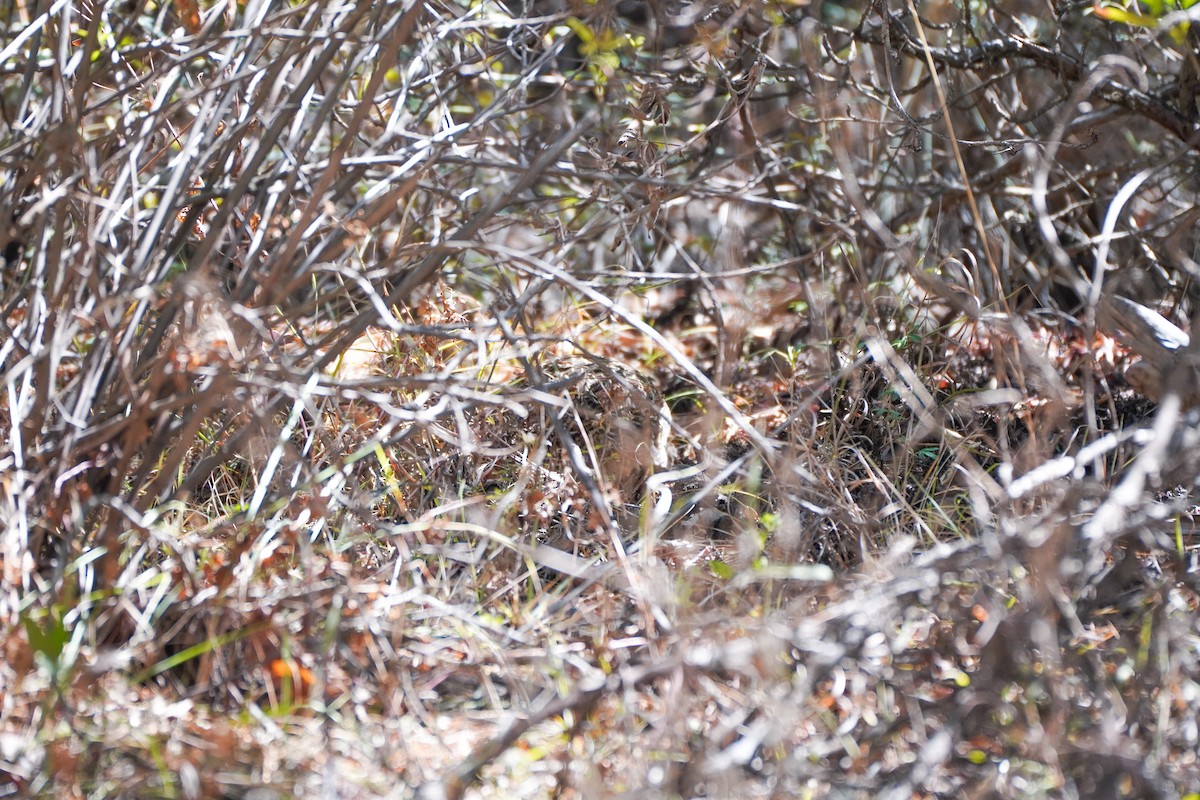 Tinamú Andino - ML642683638