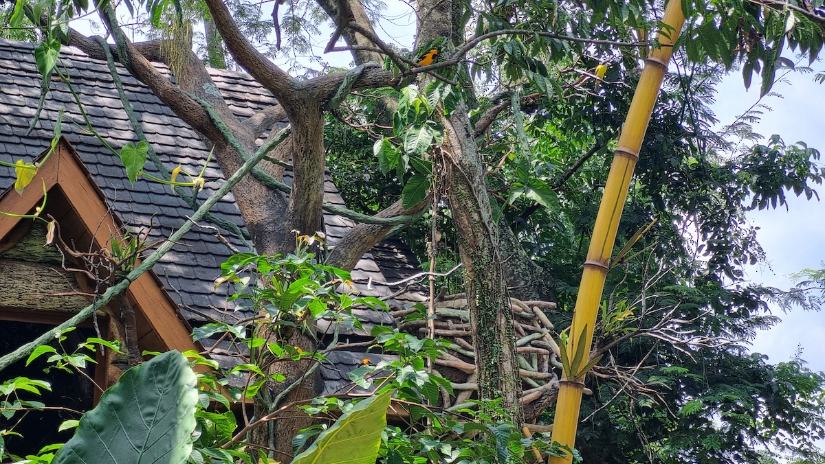 Altamira Oriole - ML642683640