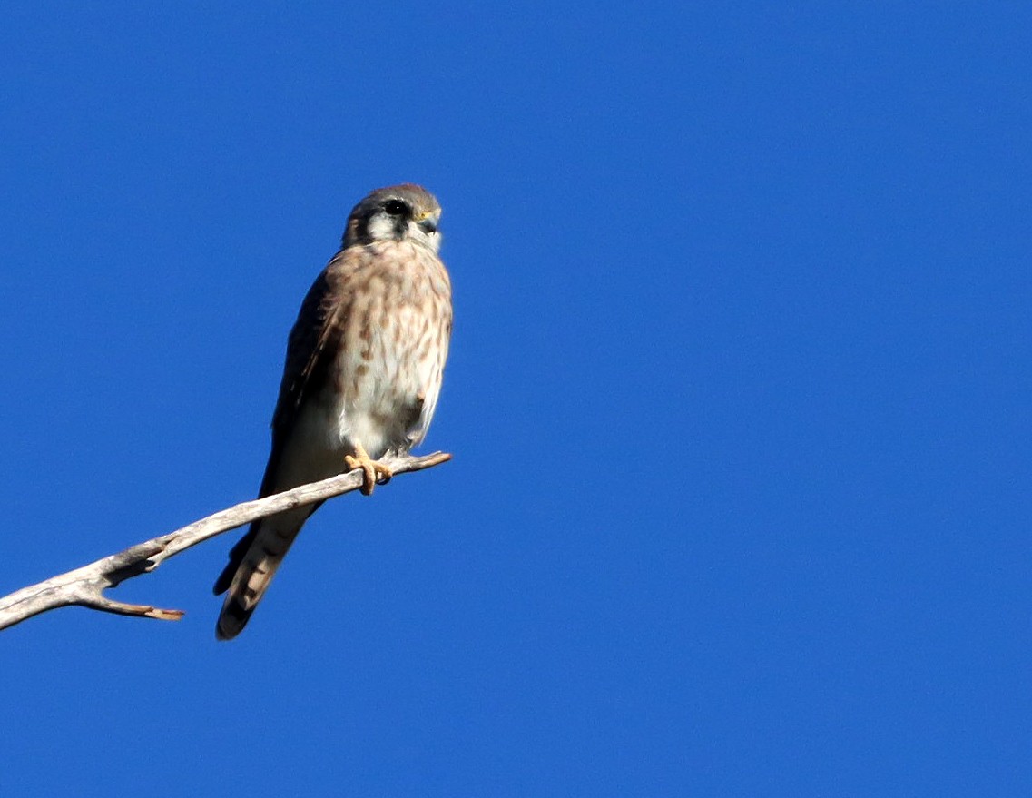 American Kestrel - ML642683643