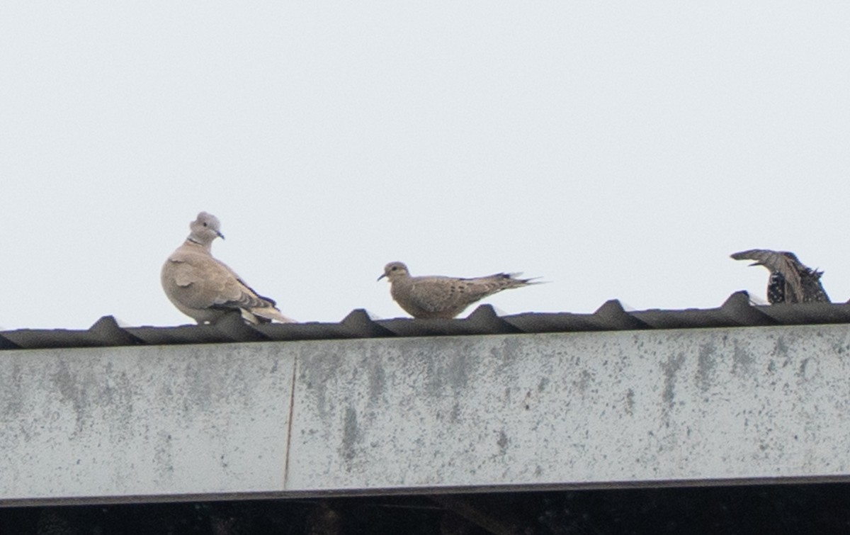Mourning Dove - ML642683645