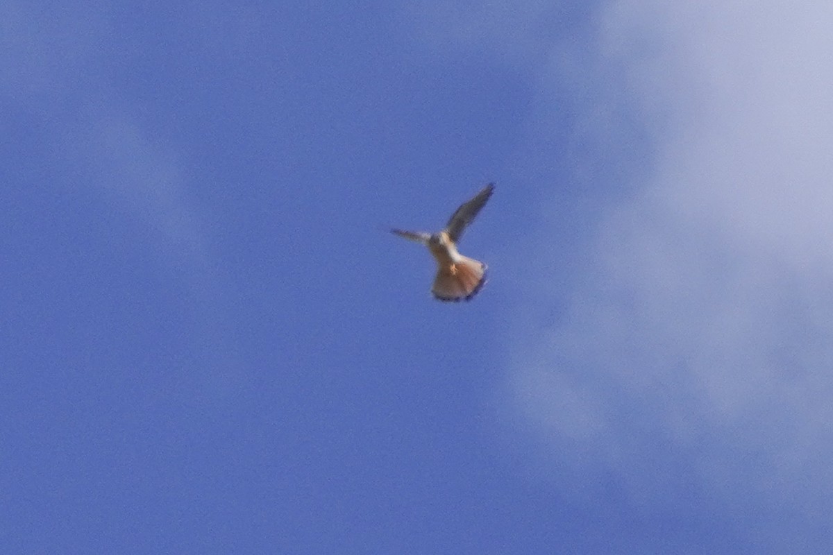 American Kestrel - ML642683647