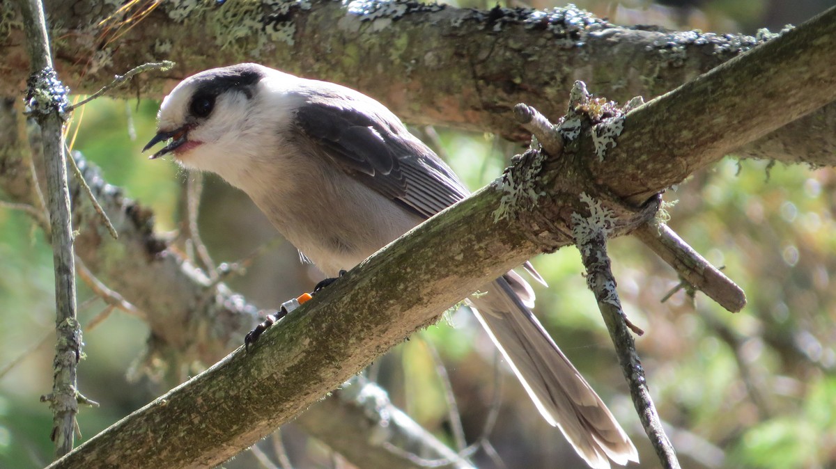 Canada Jay - ML642683648