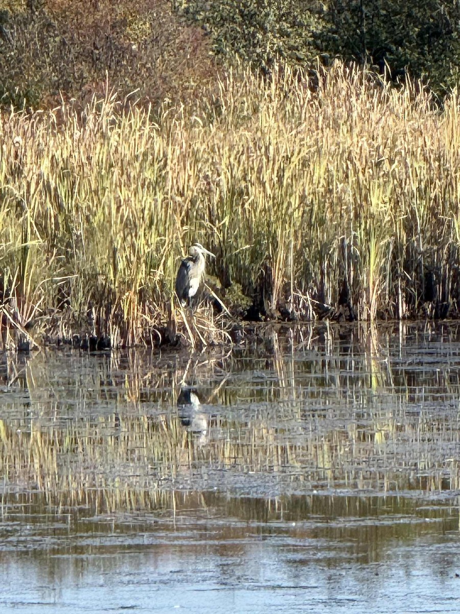 Great Blue Heron - ML642683656