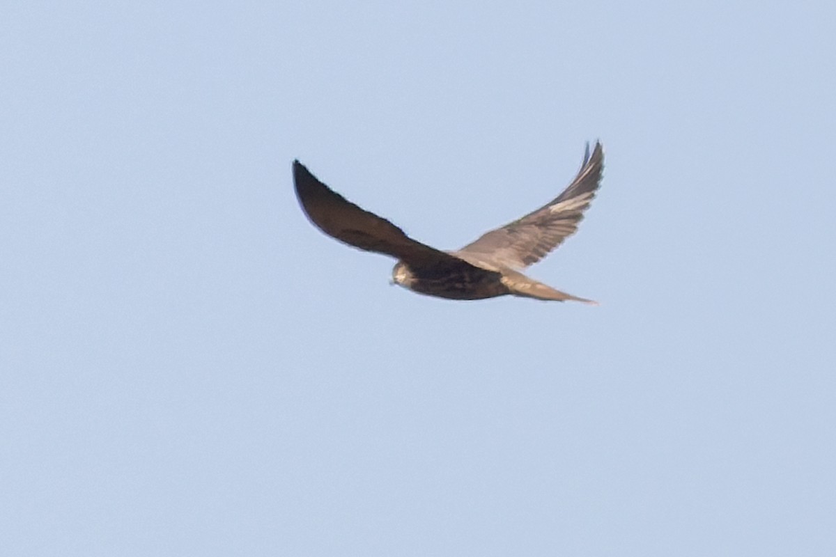 Gökdoğan - ML642683658