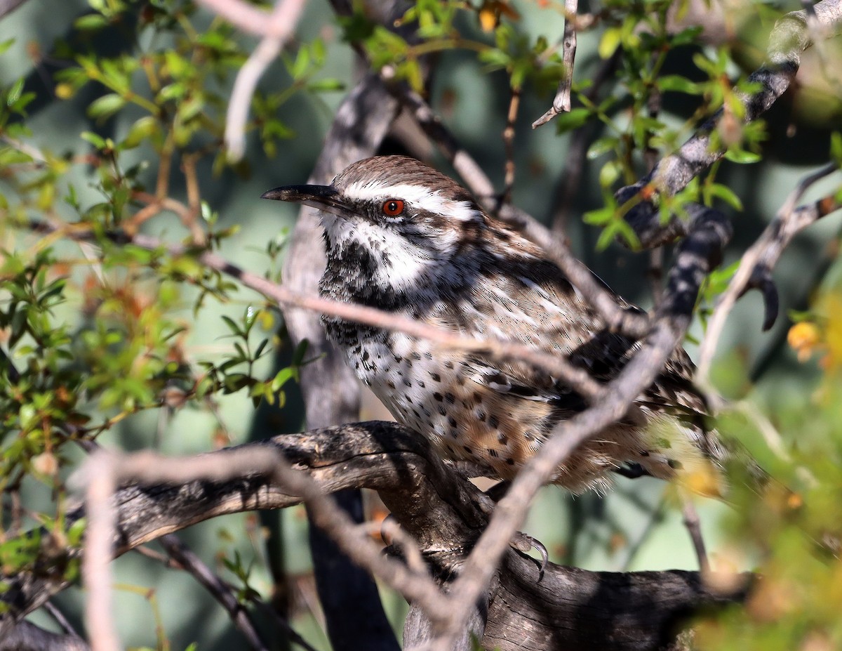Cactus Wren - ML642683659