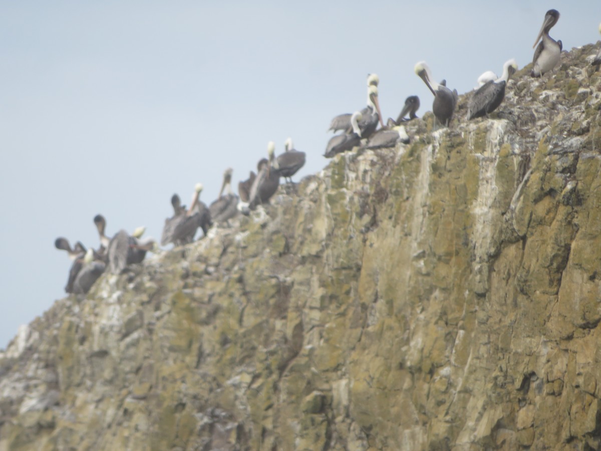 Brown Pelican - ML642683672