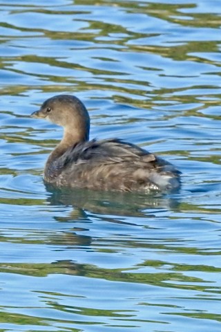 Pied-billed Grebe - ML642683679