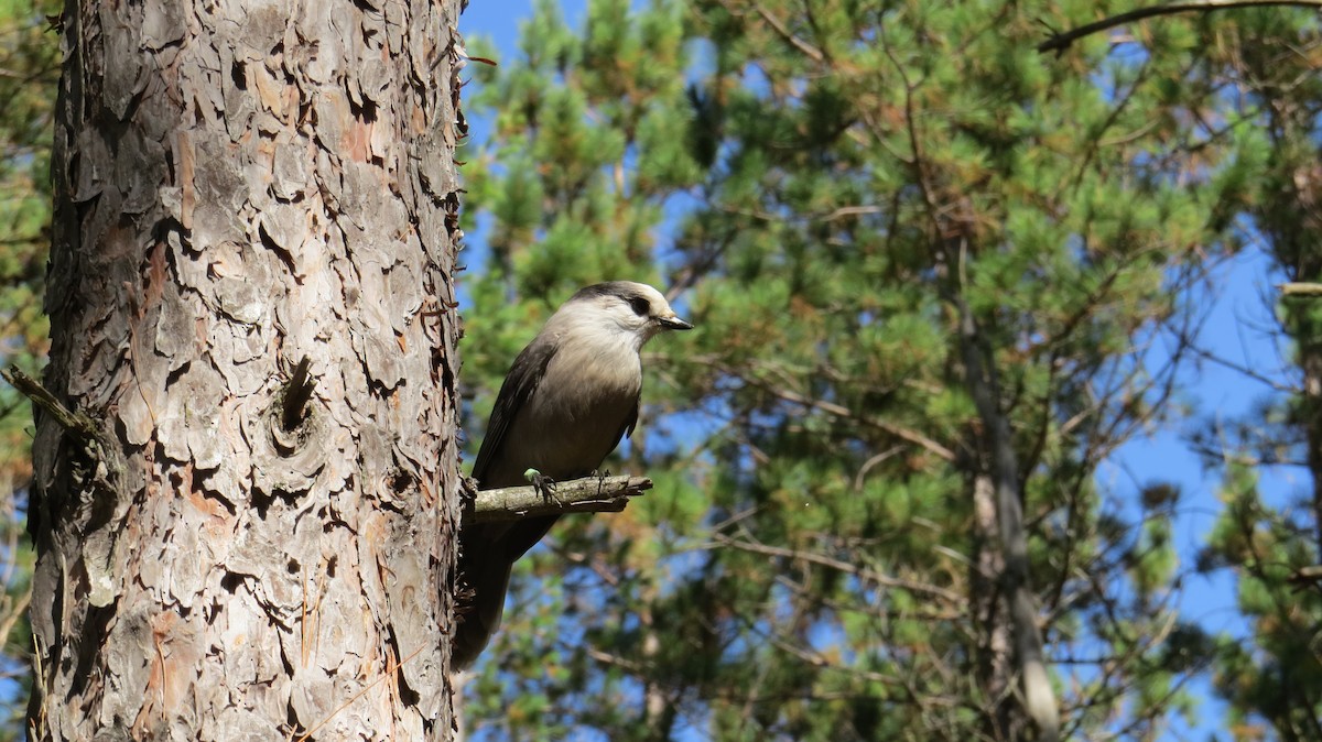 Canada Jay - ML642683691