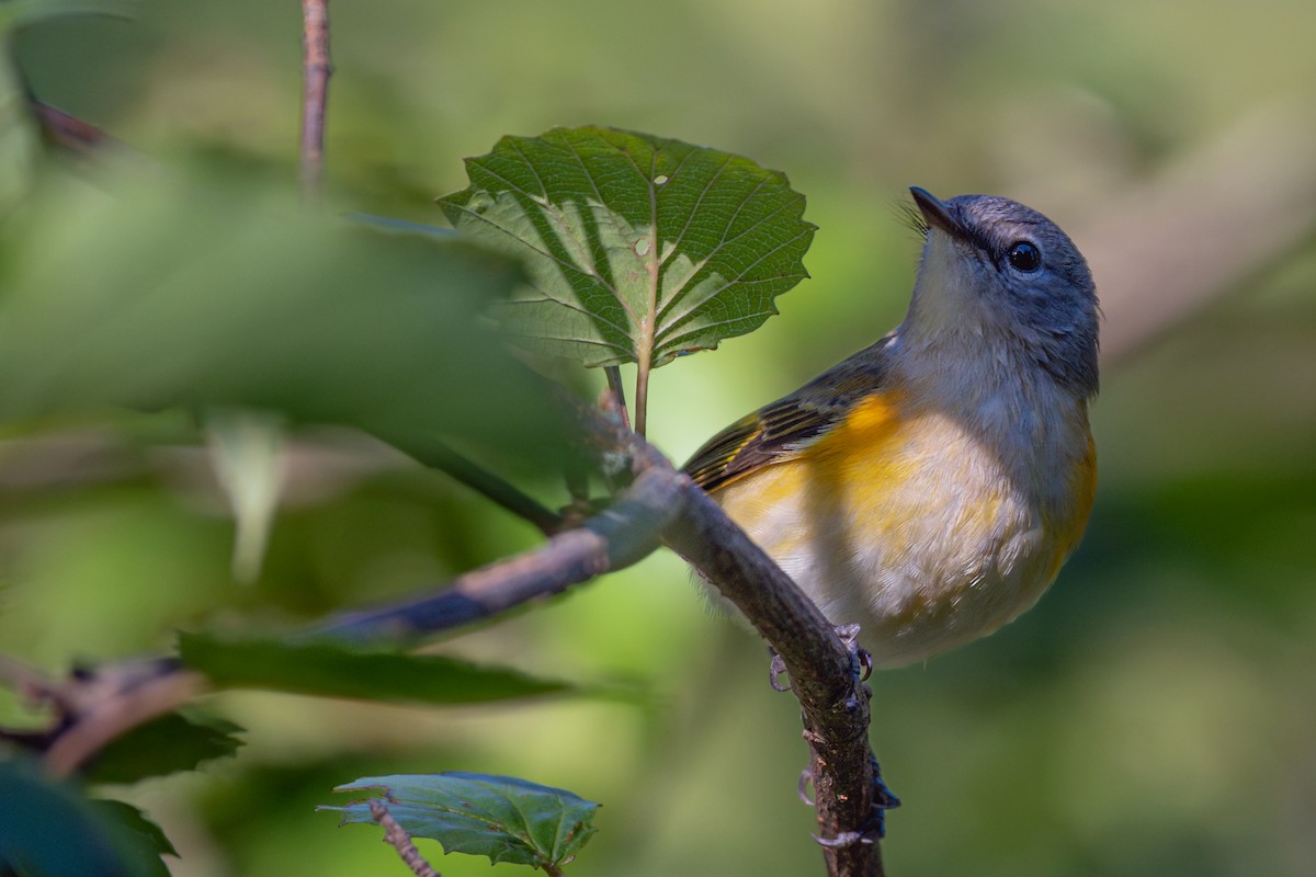 American Redstart - ML642683692