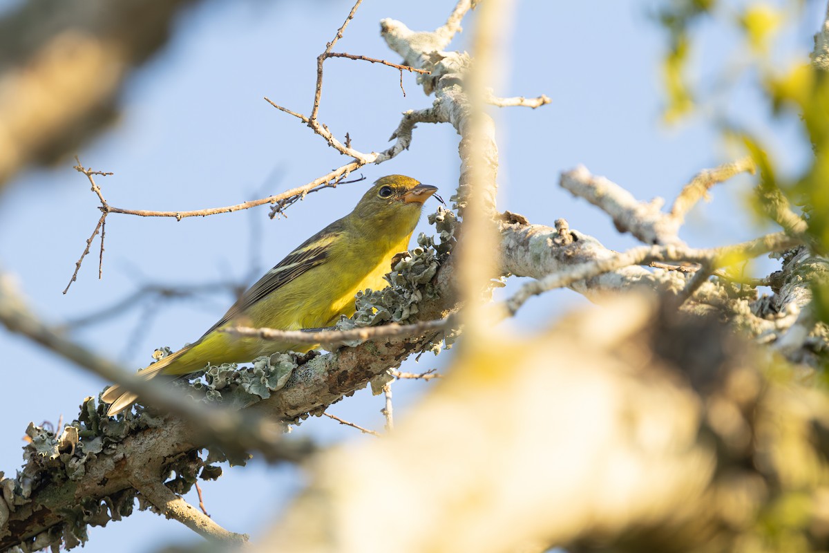 Western Tanager - ML642683703