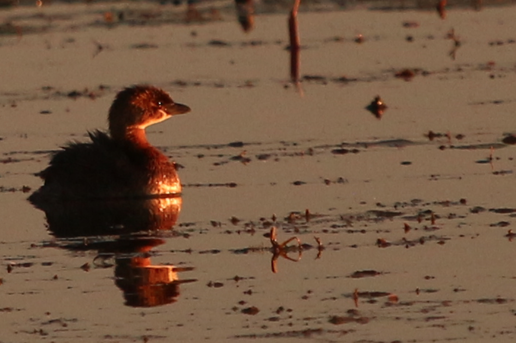 Pied-billed Grebe - ML642683710