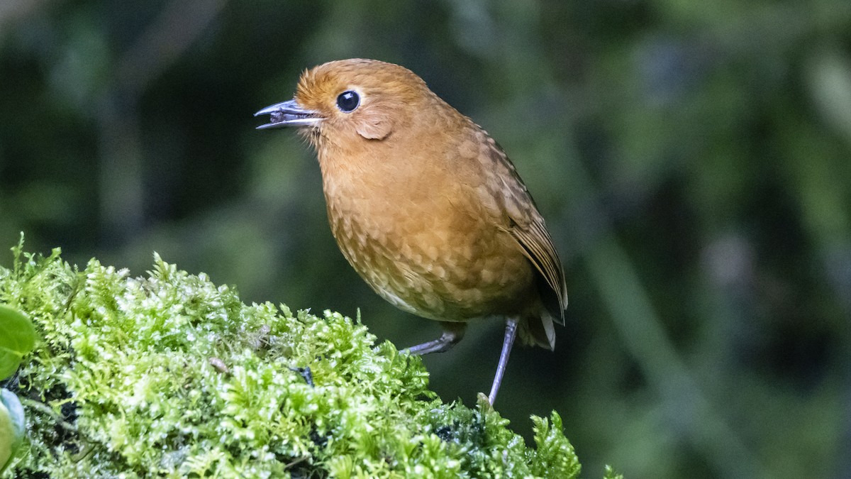Equatorial Antpitta - ML642683711