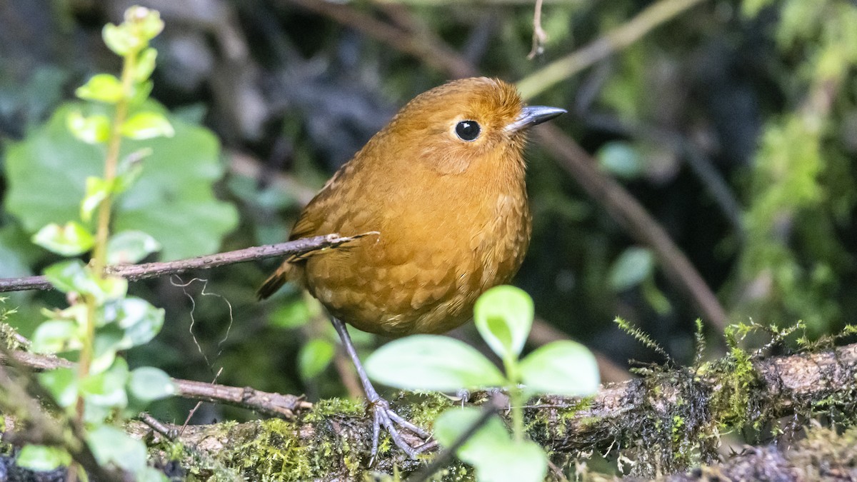 Equatorial Antpitta - ML642683712