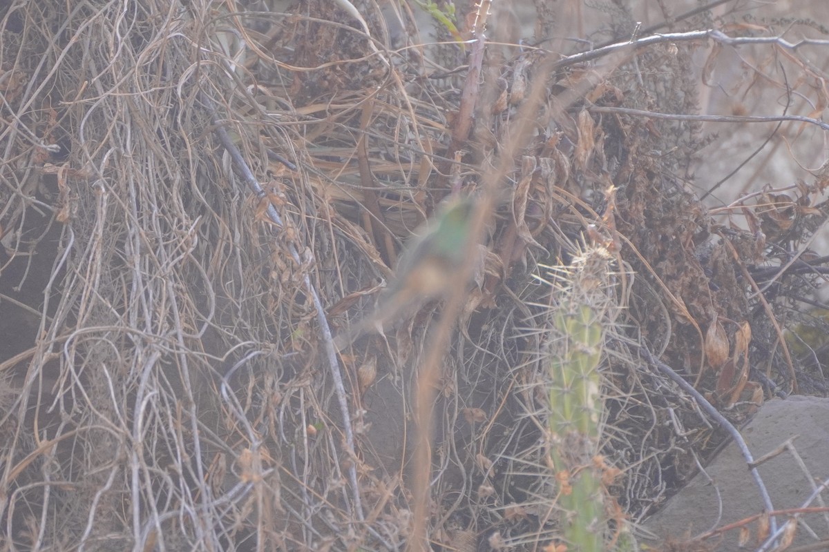 Black-tailed Trainbearer - ML642683717