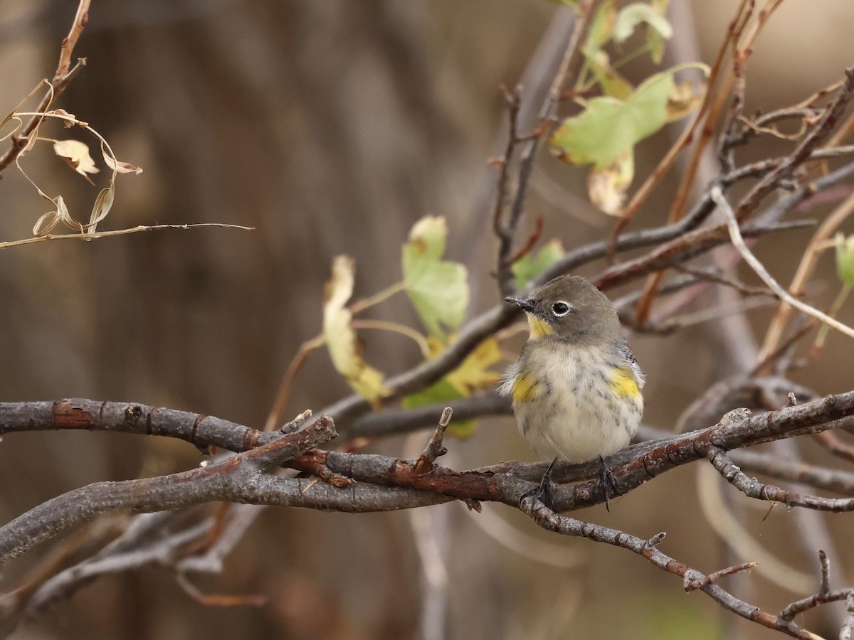 Yellow-rumped Warbler - ML642683731