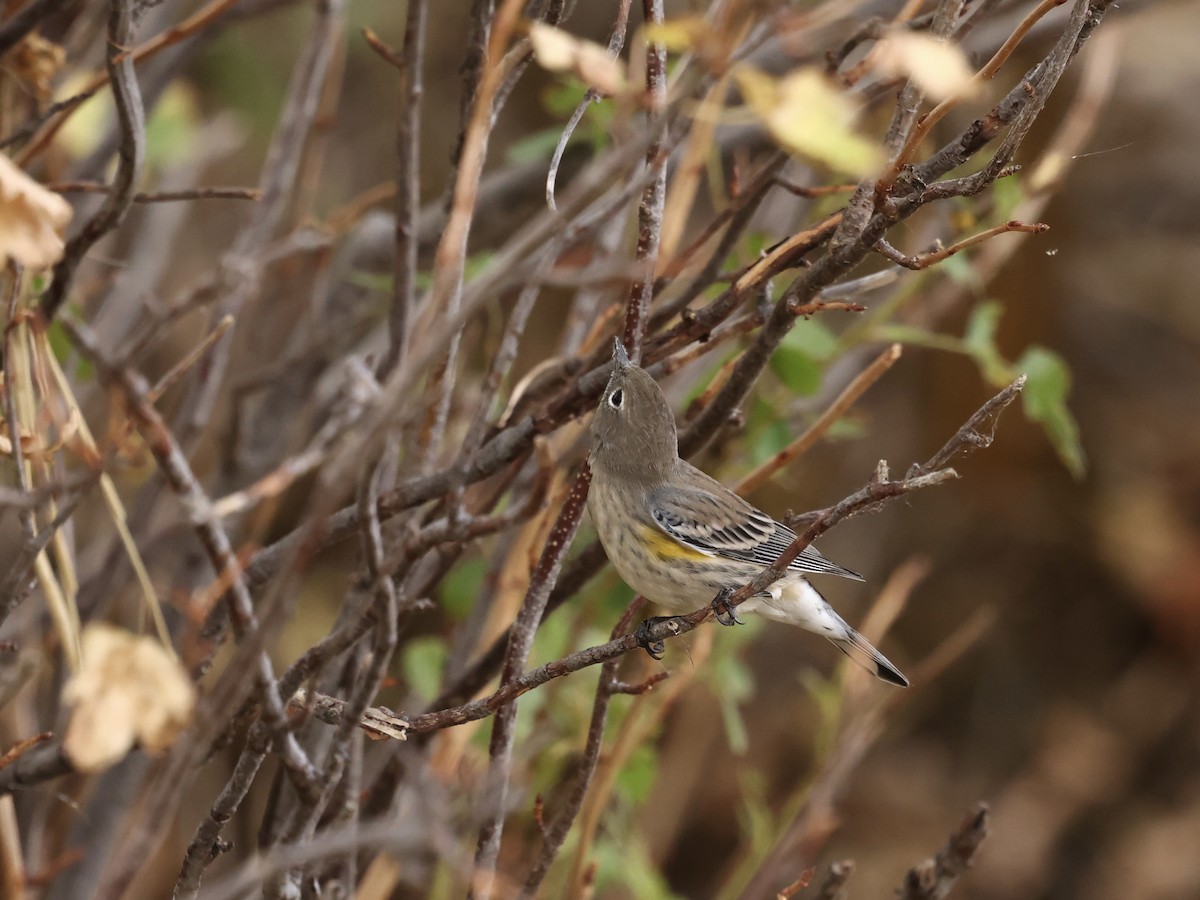 Yellow-rumped Warbler - ML642683733