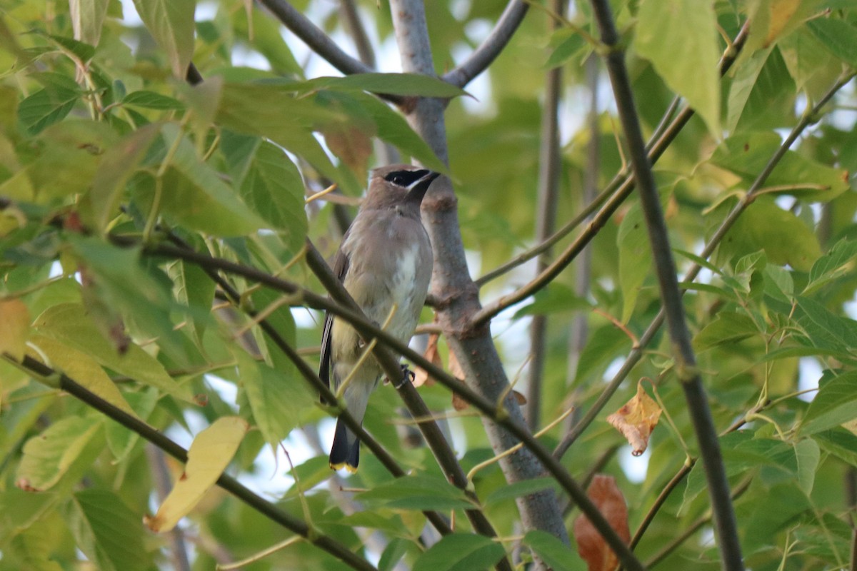 Cedar Waxwing - ML642683734