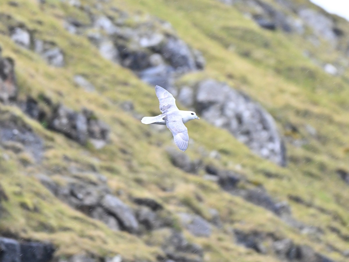 Northern Fulmar (Atlantic) - ML642683737