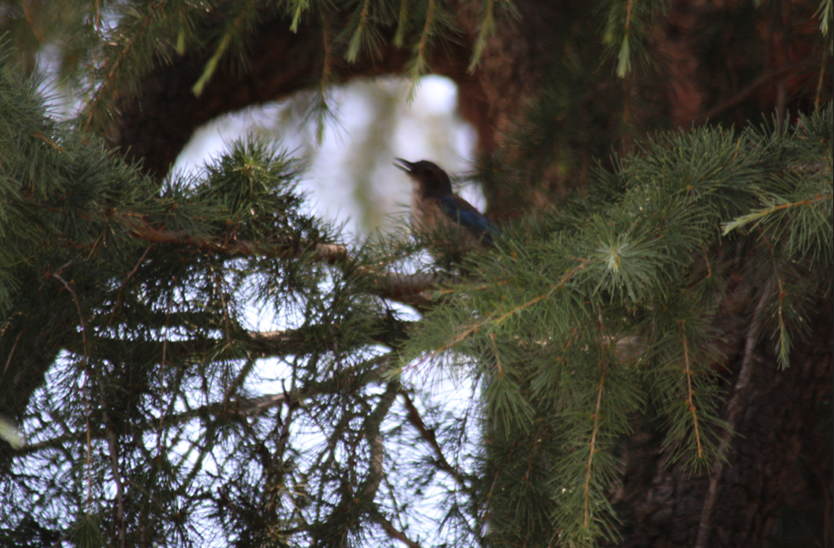 California Scrub-Jay - ML642683751