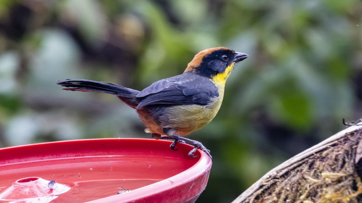 Atlapetes Pechiamarillo - ML642683753