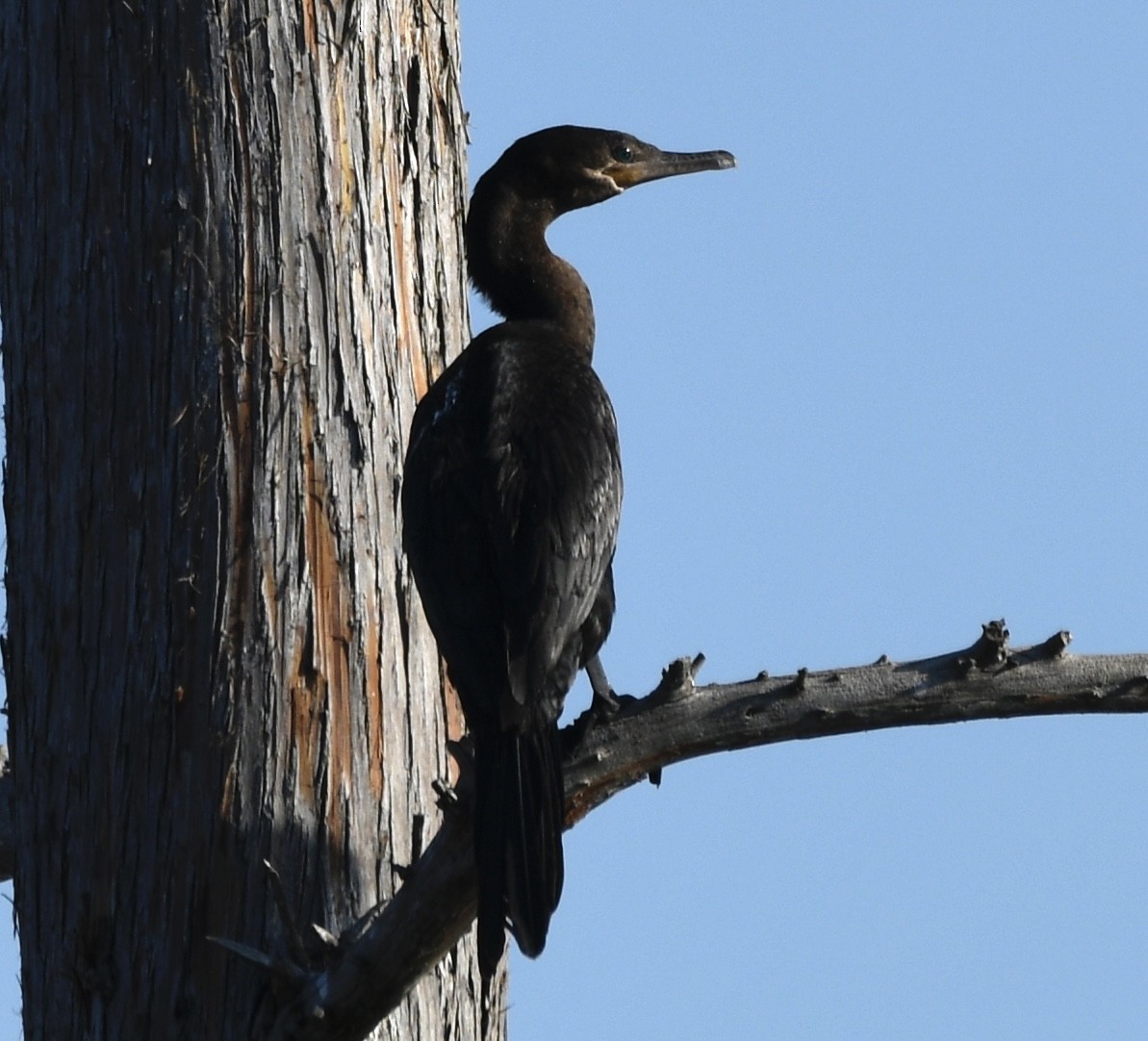 Cormoran vigua - ML642683769