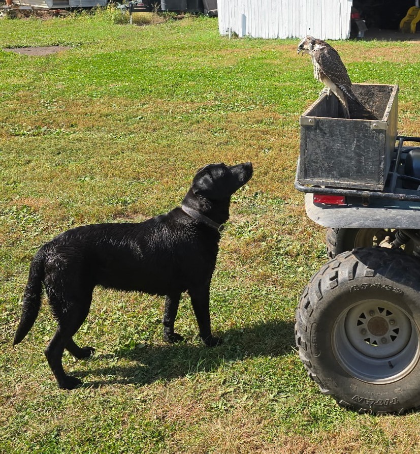 Prairie Falcon - ML642683772