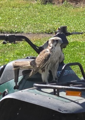 Prairie Falcon - ML642683773