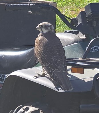 Prairie Falcon - ML642683774