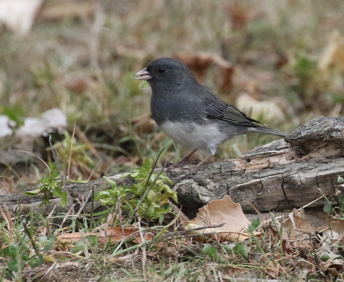 Dark-eyed Junco - ML642683775