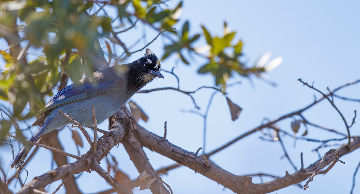 Steller's Jay - ML642683797