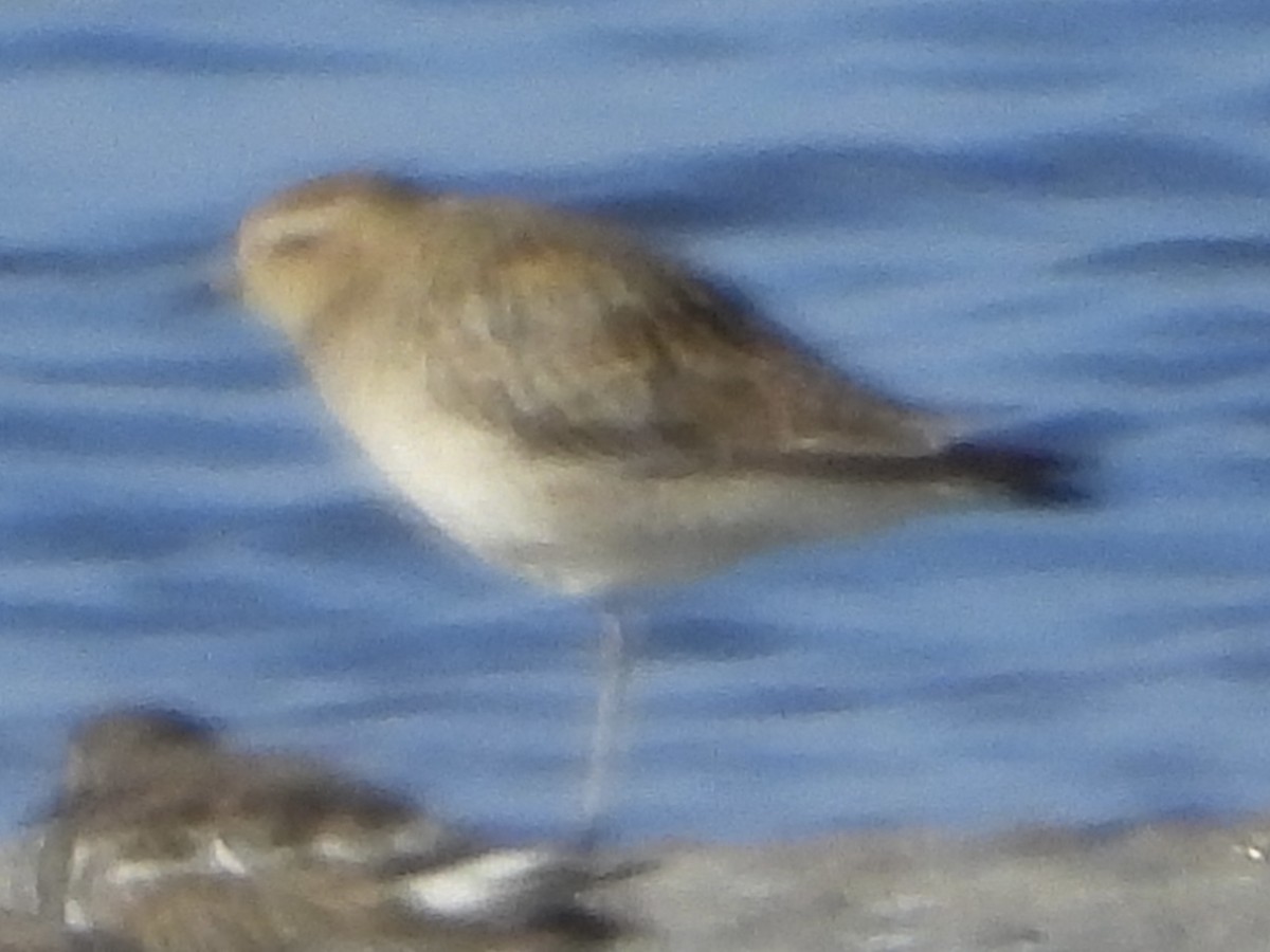 Pacific Golden-Plover - ML642683805