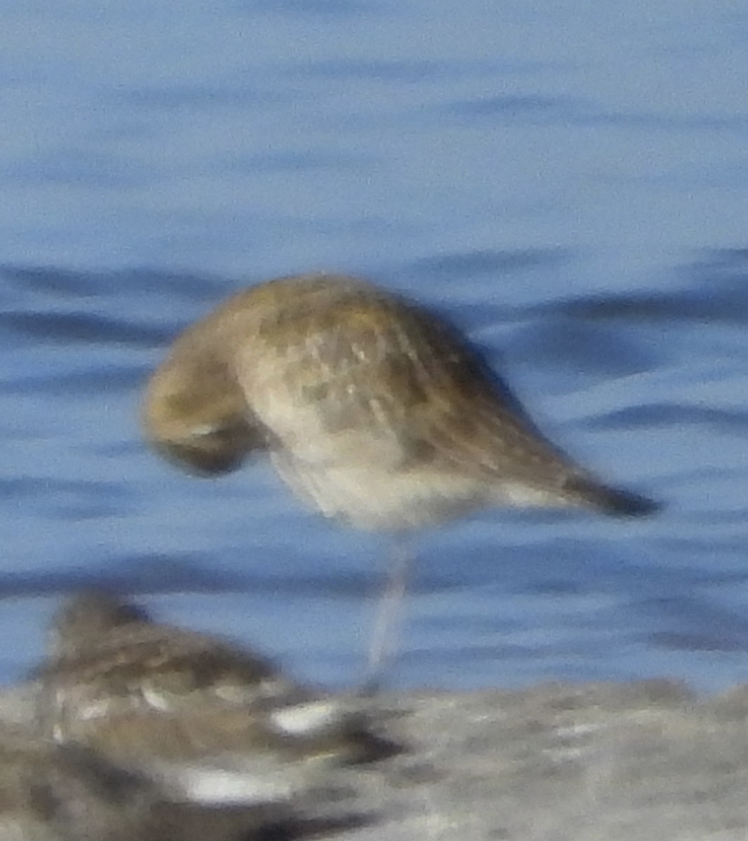 Pacific Golden-Plover - ML642683806