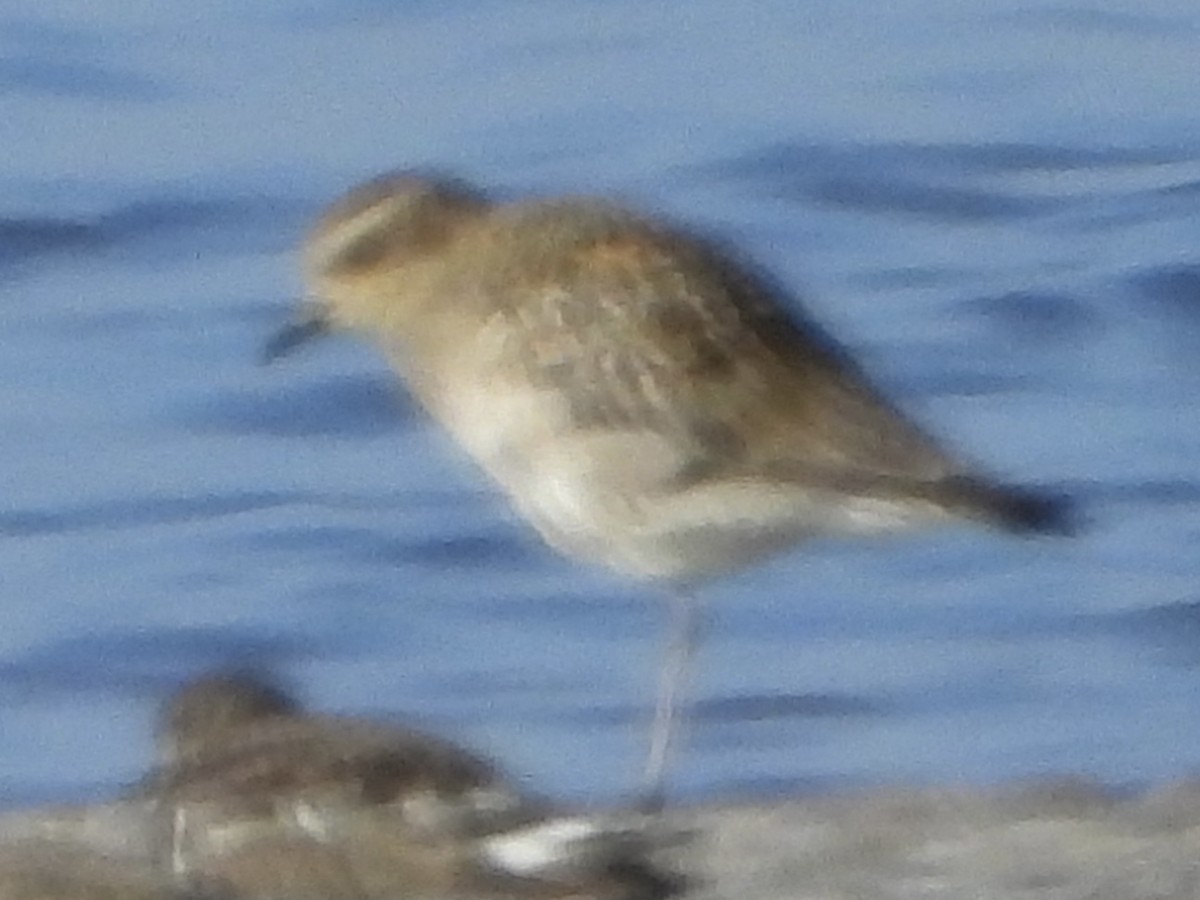Pacific Golden-Plover - ML642683807