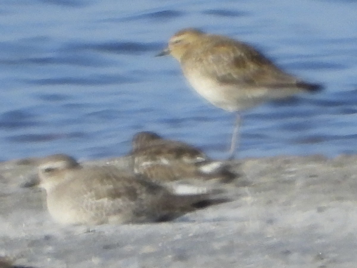 Pacific Golden-Plover - ML642683808