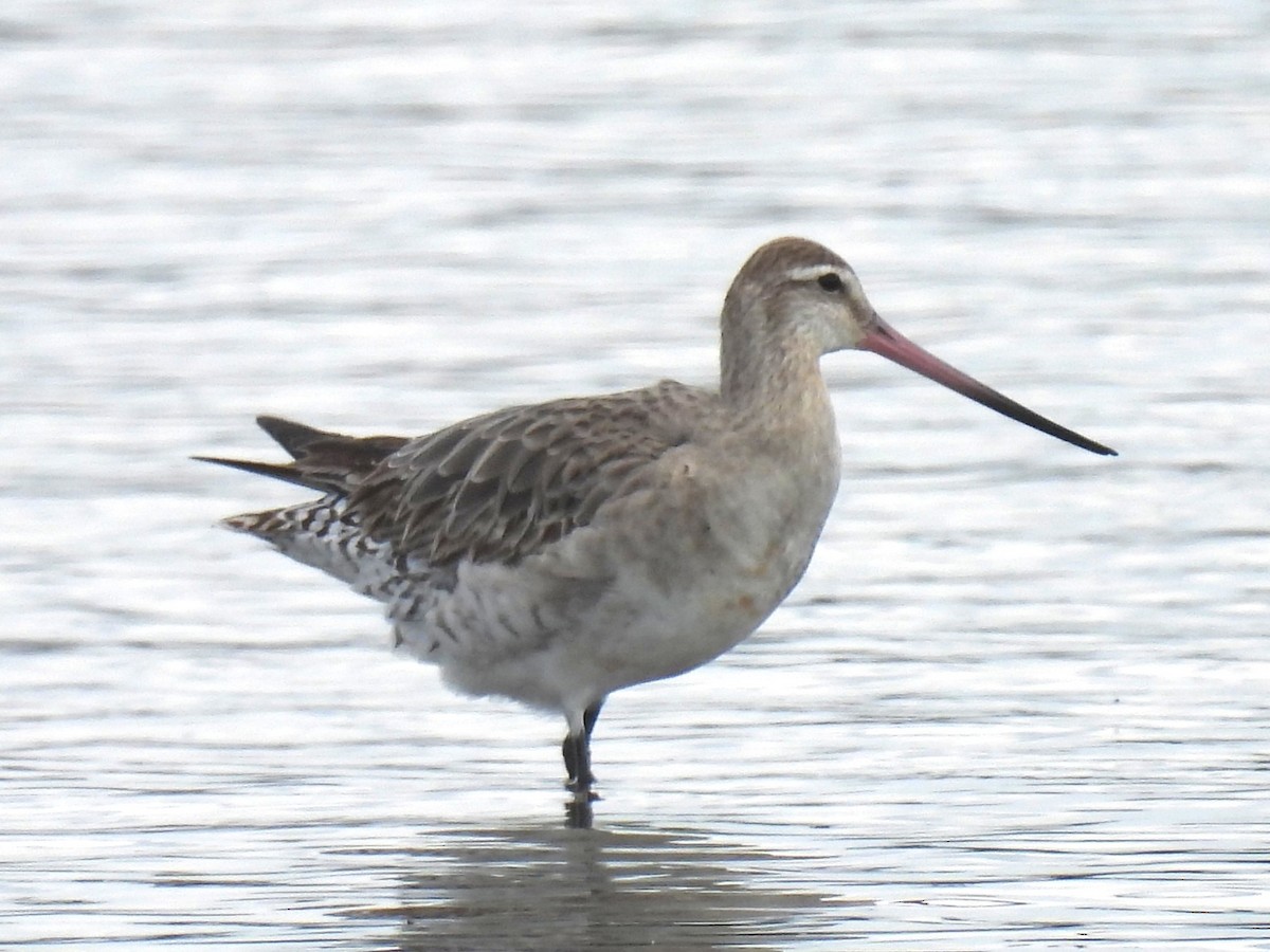 Bar-tailed Godwit (Siberian) - ML642683812