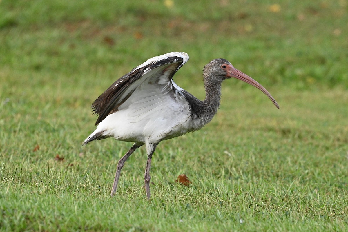 White Ibis - ML642683813