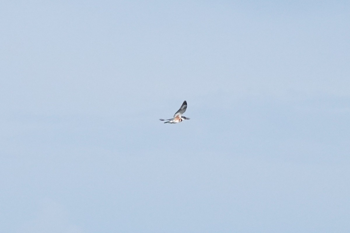 Belted Kingfisher - ML642683815