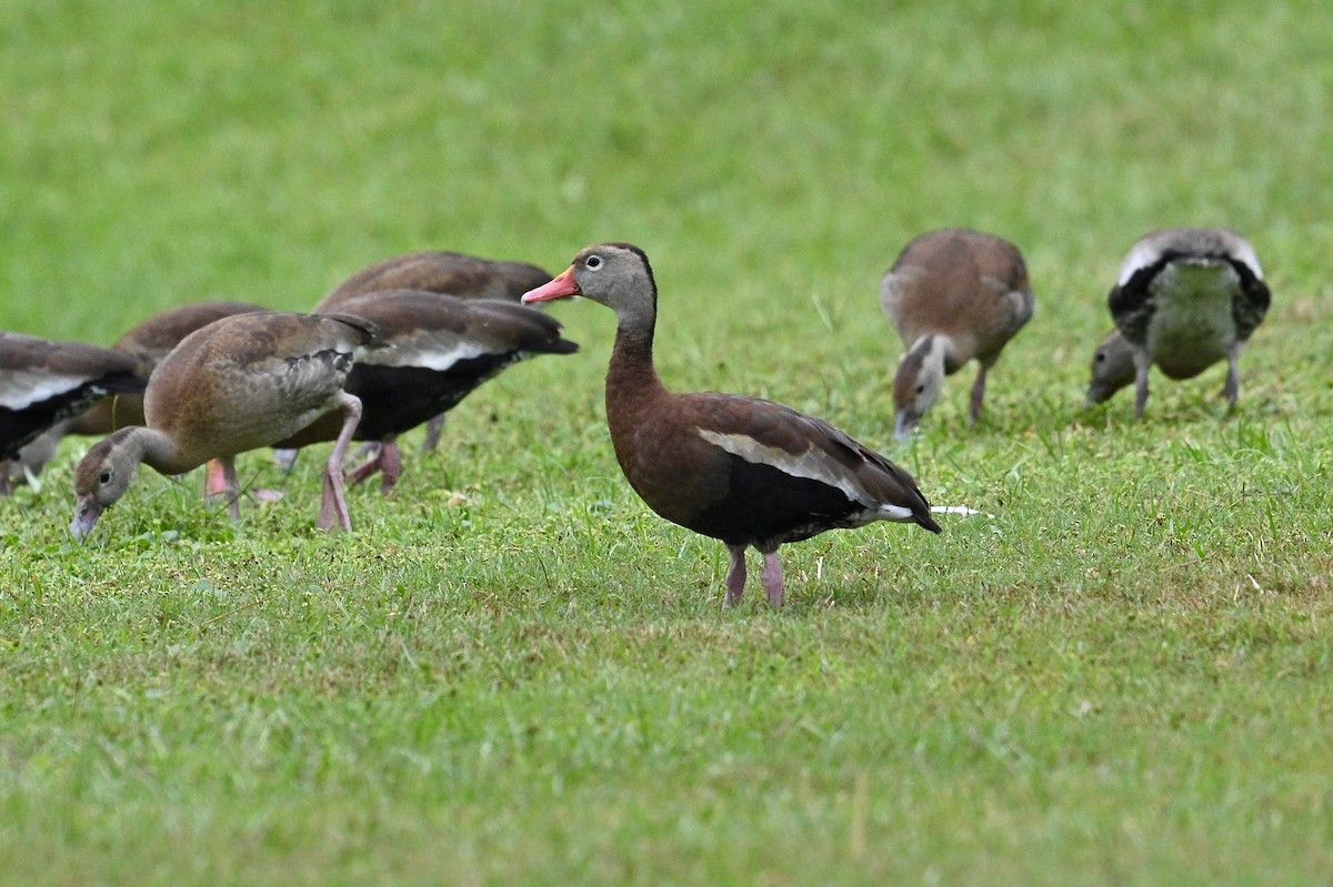 Black-bellied Whistling-Duck - ML642683816