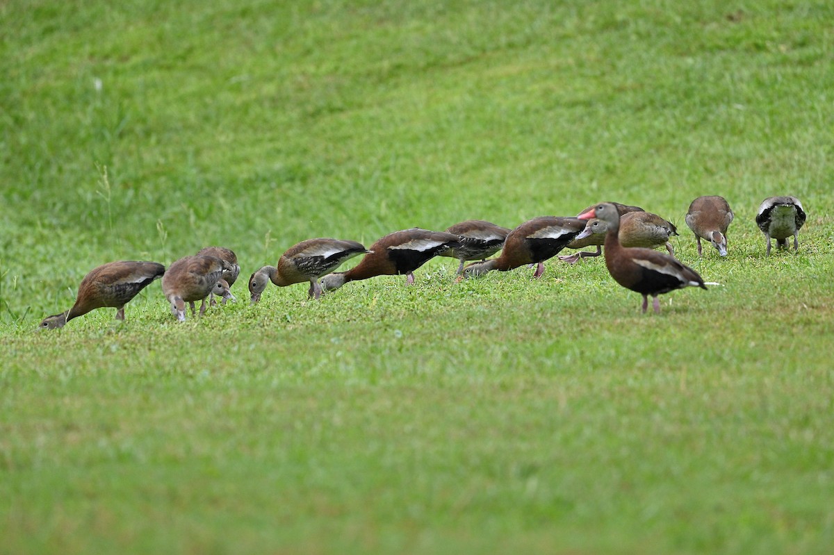 Black-bellied Whistling-Duck - ML642683817