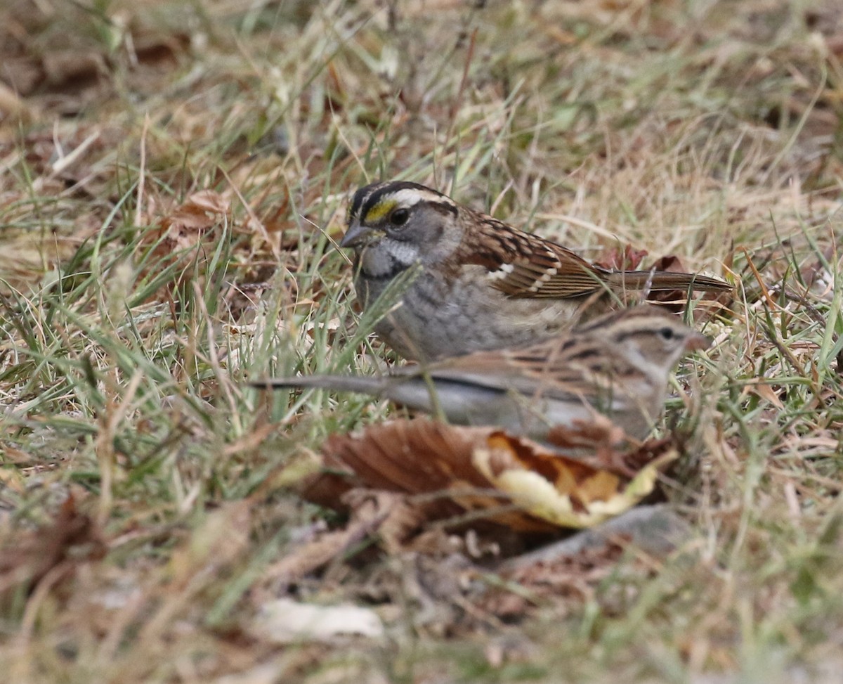 White-throated Sparrow - ML642683818