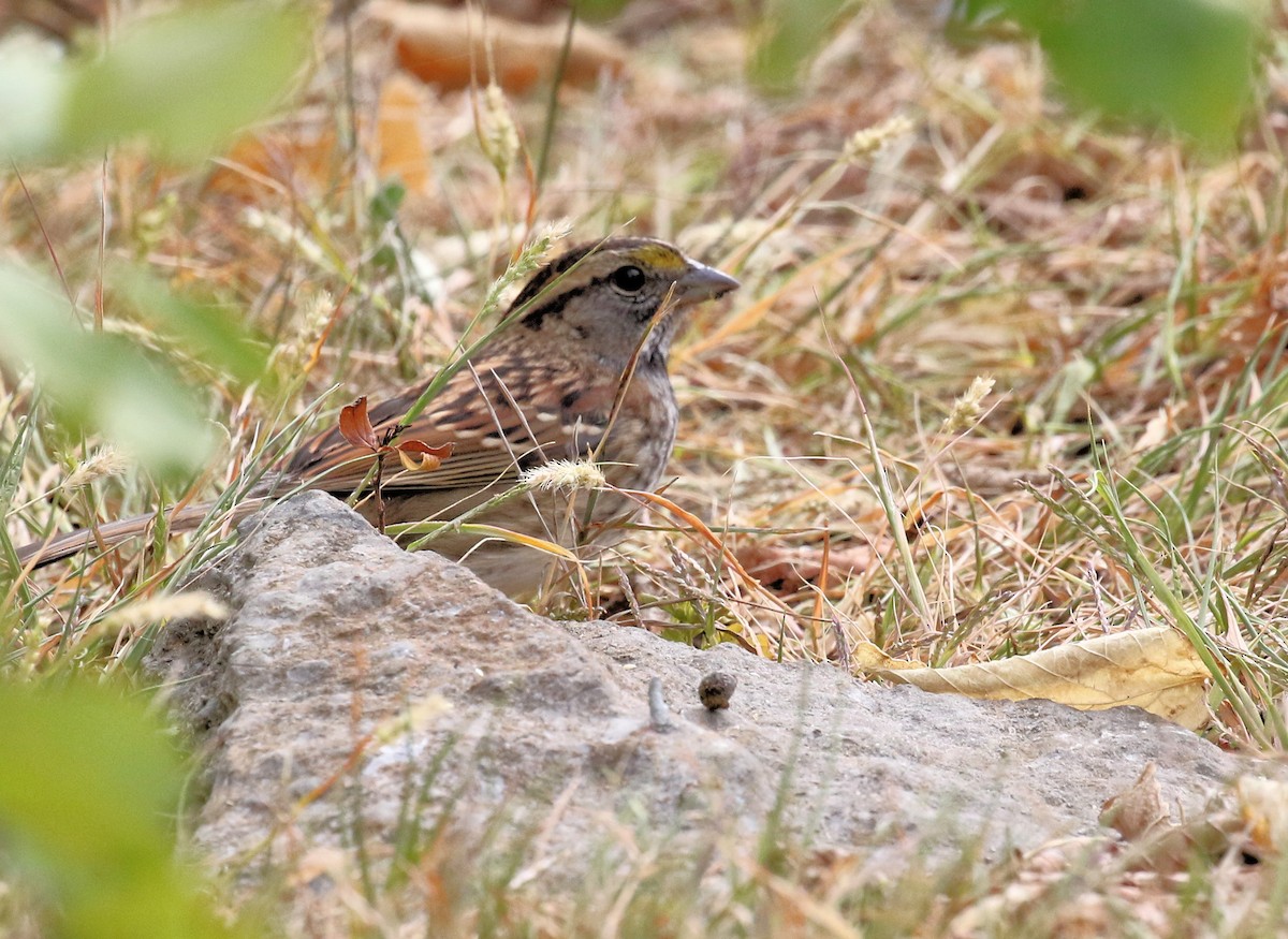 White-throated Sparrow - ML642683819