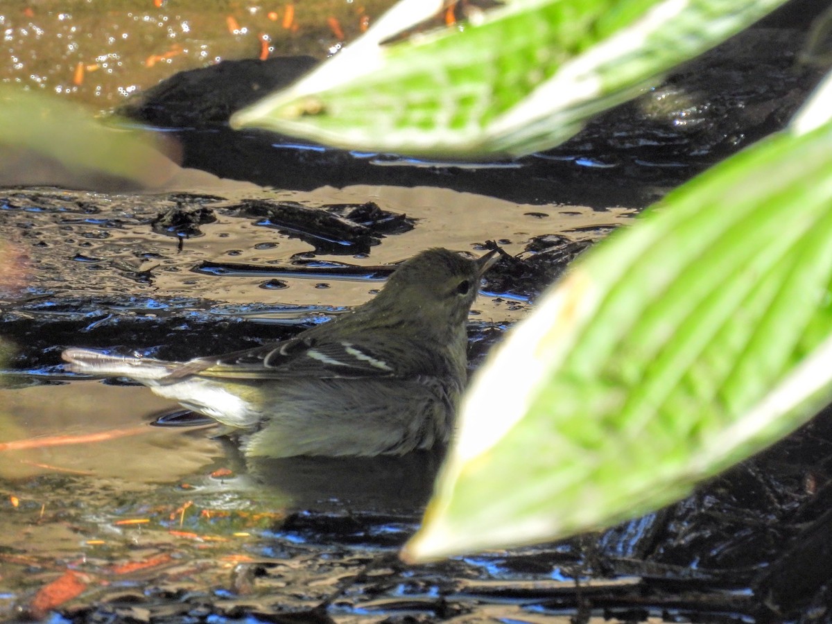 Blackpoll Warbler - ML642683820