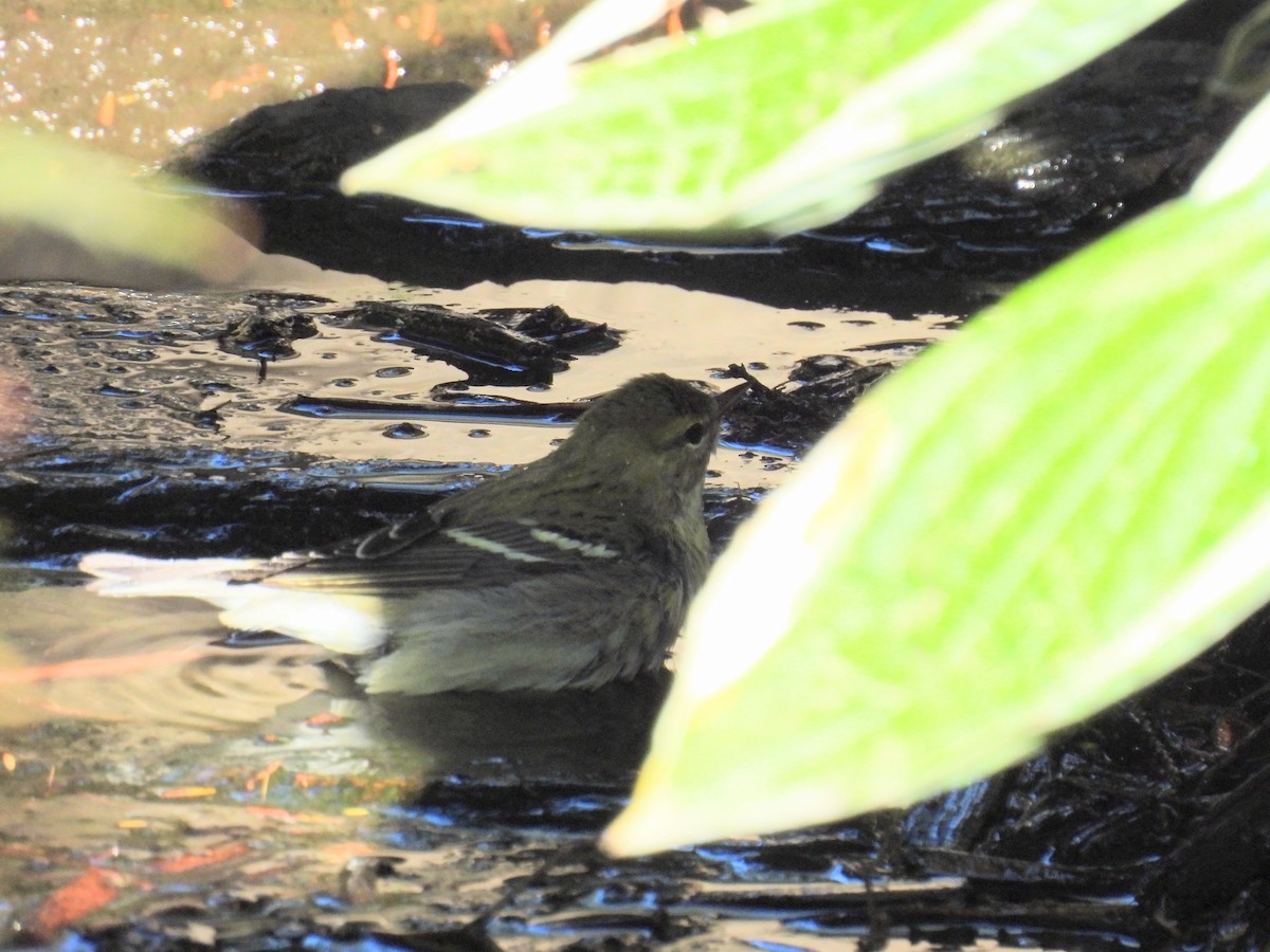 Blackpoll Warbler - ML642683821