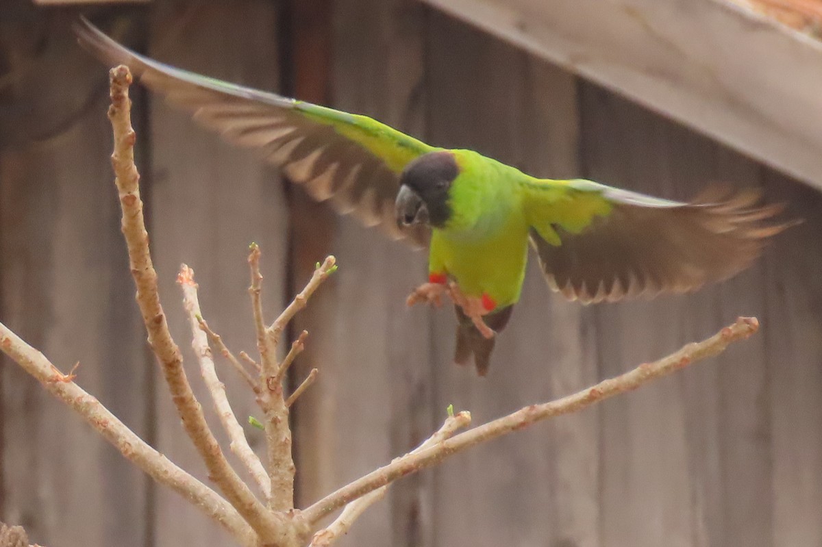 Nanday Parakeet - ML642683822