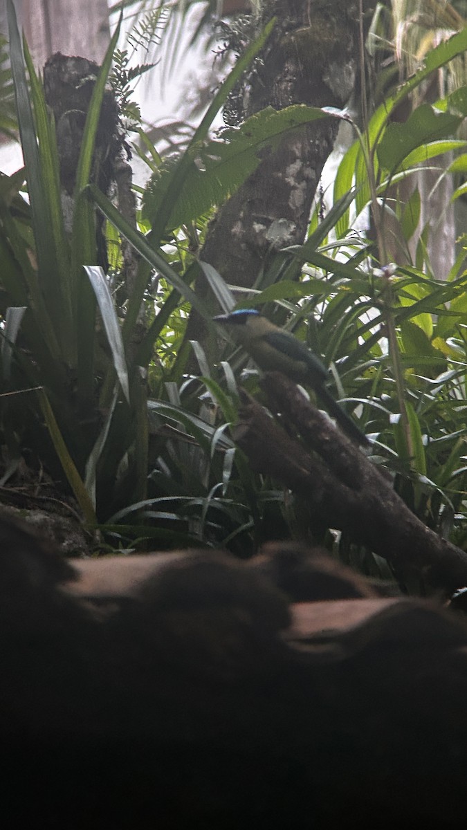 Andean Motmot - ML642683826