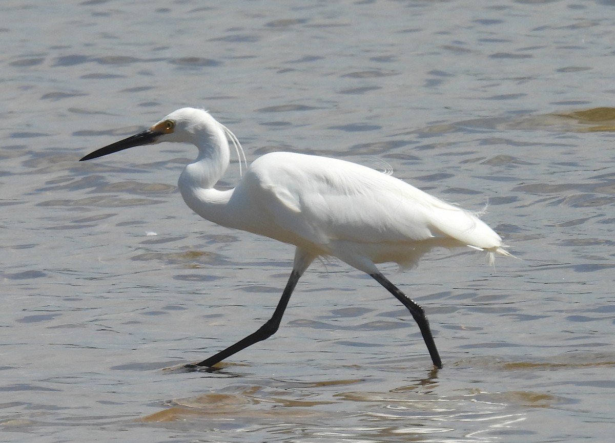 Little Egret (Australasian) - ML642683828
