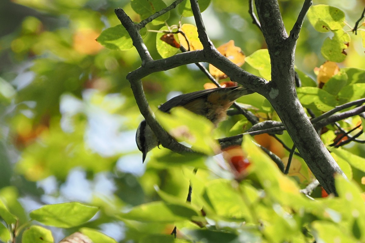Red-breasted Nuthatch - ML642683829