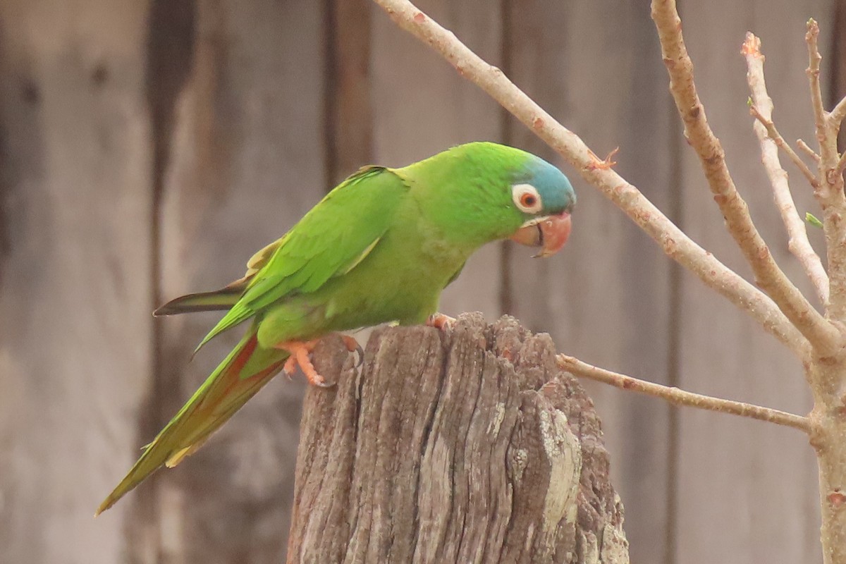 Blue-crowned Parakeet - ML642683830